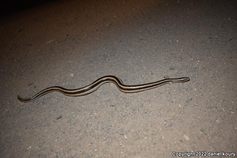 Mexican Rosy Boa (Lichanura trivirgata trivirgata)