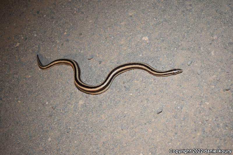 Mexican Rosy Boa (Lichanura trivirgata trivirgata)