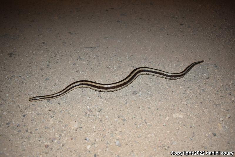 Mexican Rosy Boa (Lichanura trivirgata trivirgata)