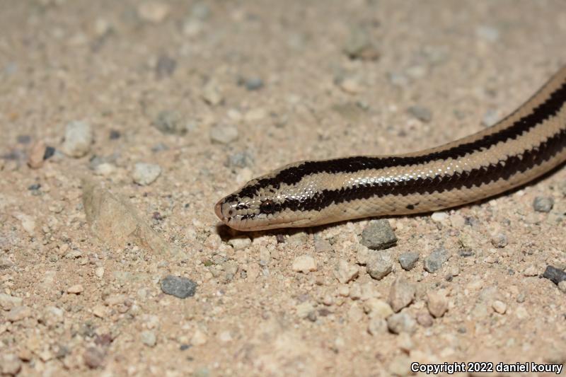 Mexican Rosy Boa (Lichanura trivirgata trivirgata)