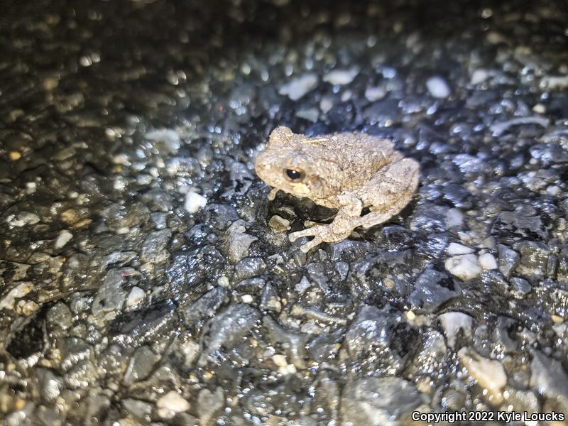 Cope's Gray Treefrog (Hyla chrysoscelis)