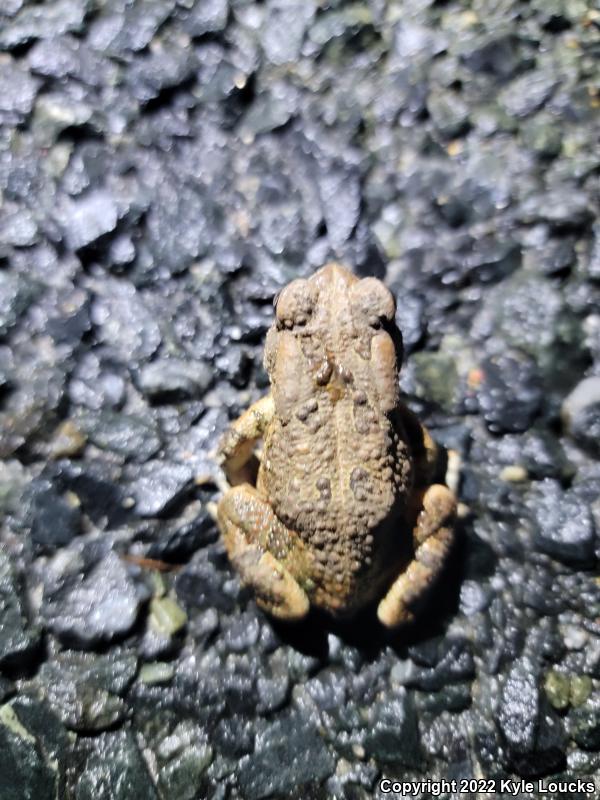 Fowler's Toad (Anaxyrus fowleri)