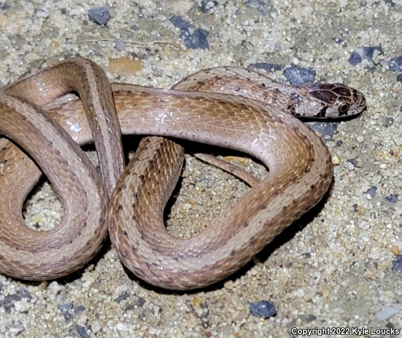 Northern Brownsnake (Storeria dekayi dekayi)