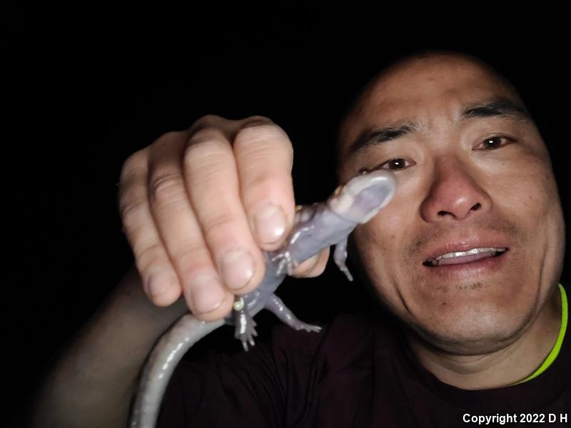 Jefferson Salamander (Ambystoma jeffersonianum)