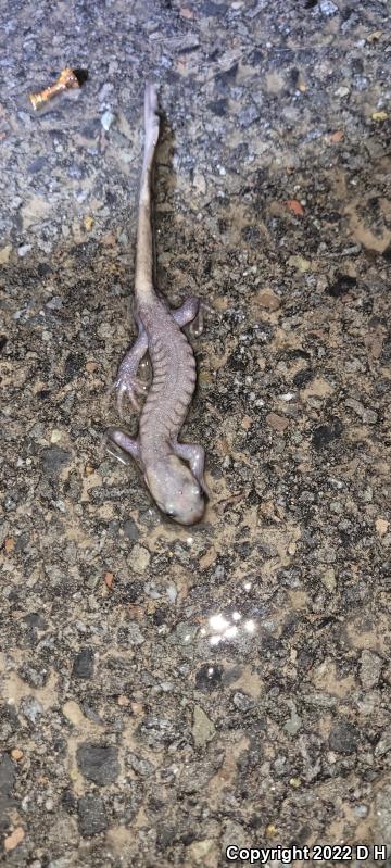 Jefferson Salamander (Ambystoma jeffersonianum)