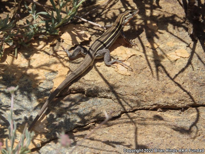 Orange-throated Whiptail (Aspidoscelis hyperythra)