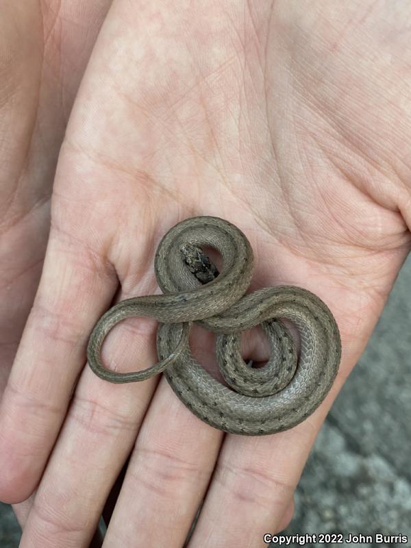 Midland Brownsnake (Storeria dekayi wrightorum)