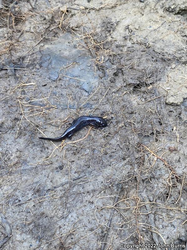 Small-mouthed Salamander (Ambystoma texanum)