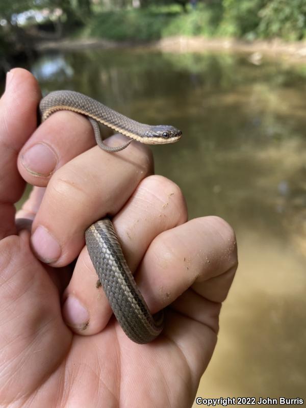 Queensnake (Regina septemvittata)