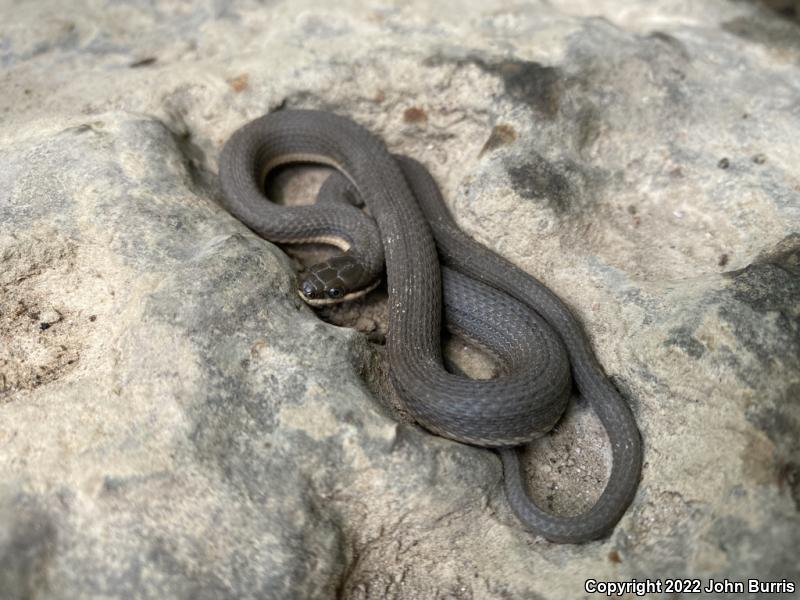 Queensnake (Regina septemvittata)