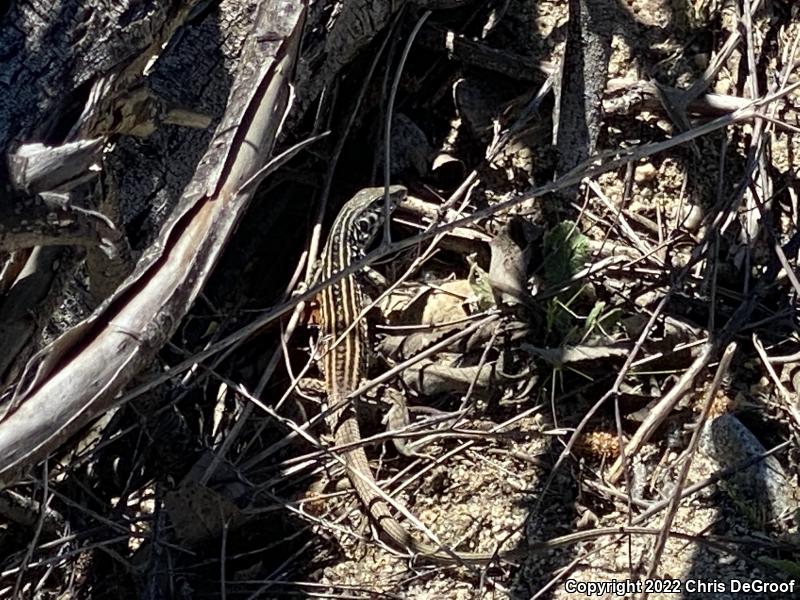 Coastal Whiptail (Aspidoscelis tigris stejnegeri)