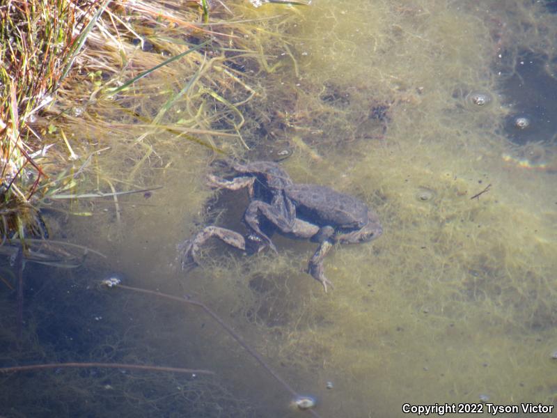 Columbia Spotted Frog (Rana luteiventris)