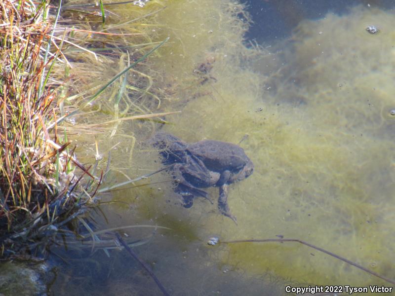 Columbia Spotted Frog (Rana luteiventris)