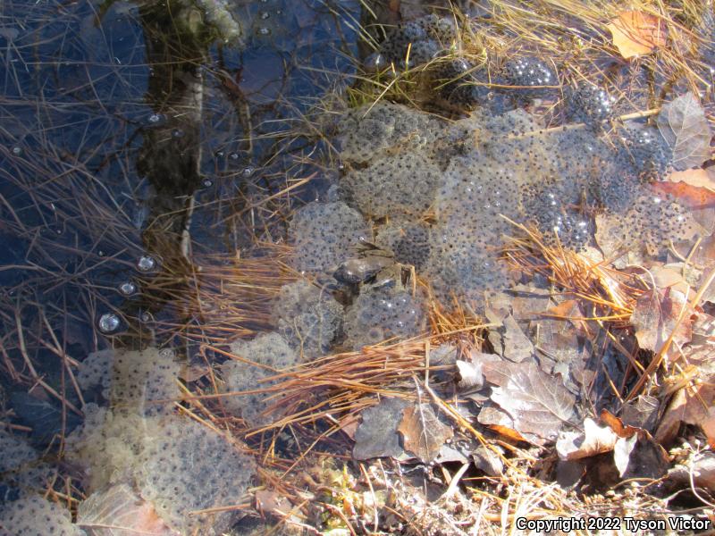 Columbia Spotted Frog (Rana luteiventris)