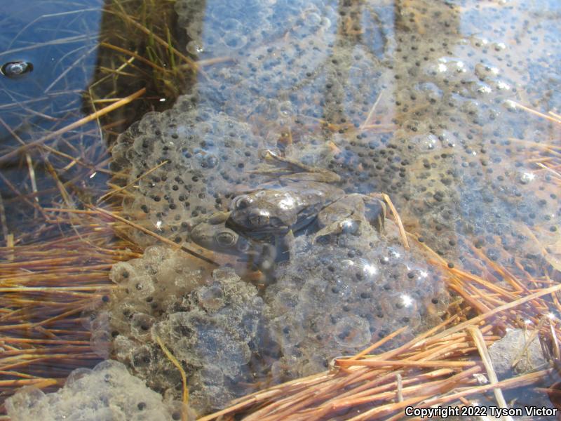 Columbia Spotted Frog (Rana luteiventris)