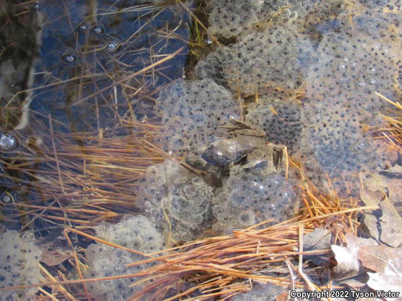 Columbia Spotted Frog (Rana luteiventris)