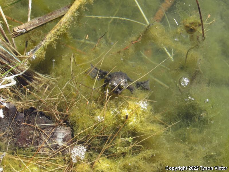 Columbia Spotted Frog (Rana luteiventris)