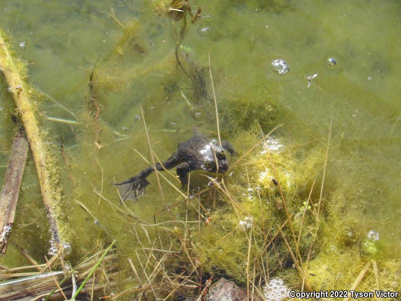 Columbia Spotted Frog (Rana luteiventris)