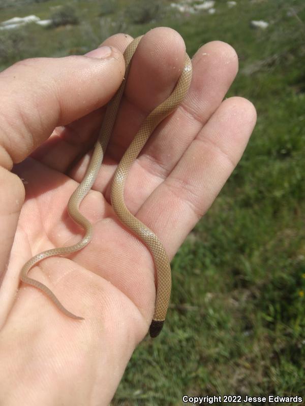 Western Black-headed Snake (Tantilla planiceps)