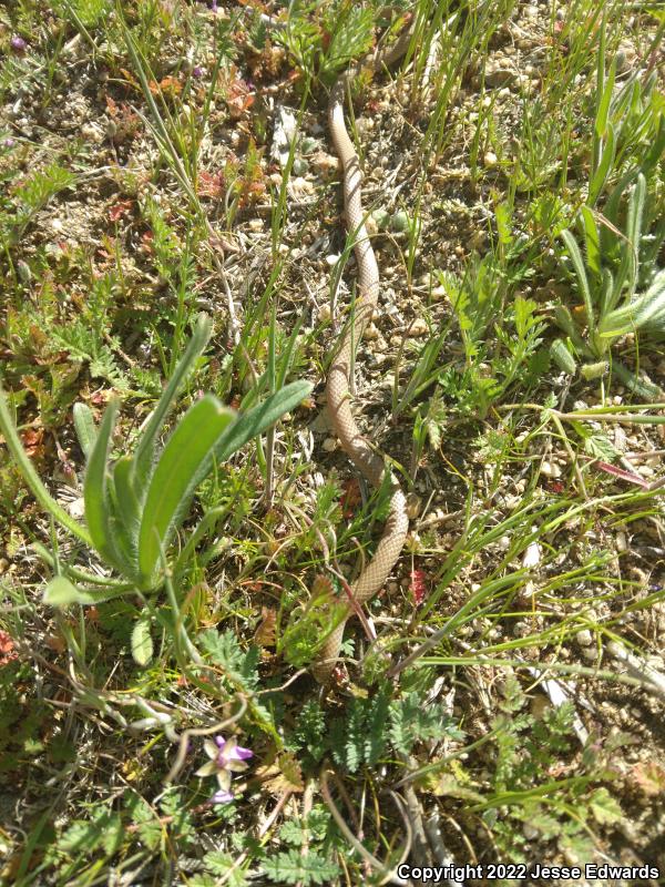 Western Black-headed Snake (Tantilla planiceps)