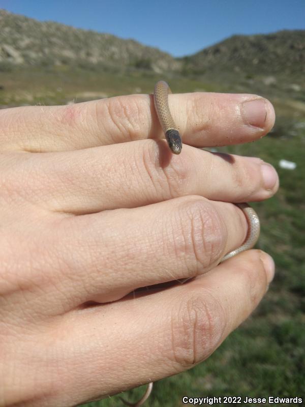 Western Black-headed Snake (Tantilla planiceps)