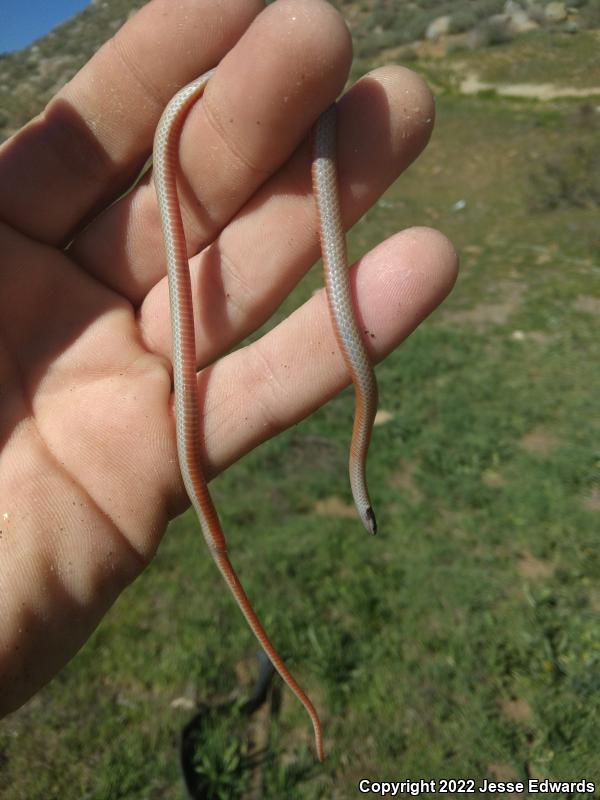 Western Black-headed Snake (Tantilla planiceps)