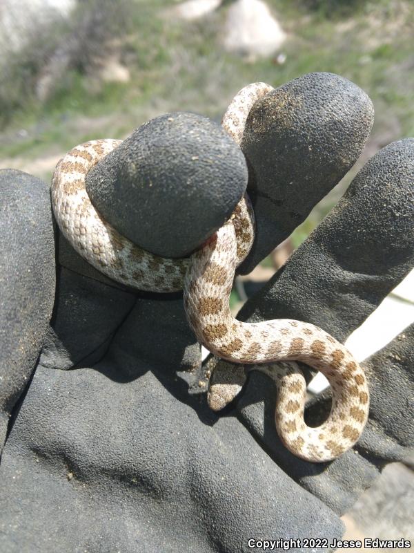 San Diego Nightsnake (Hypsiglena ochrorhyncha klauberi)