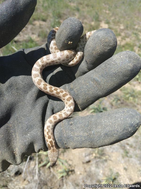 San Diego Nightsnake (Hypsiglena ochrorhyncha klauberi)