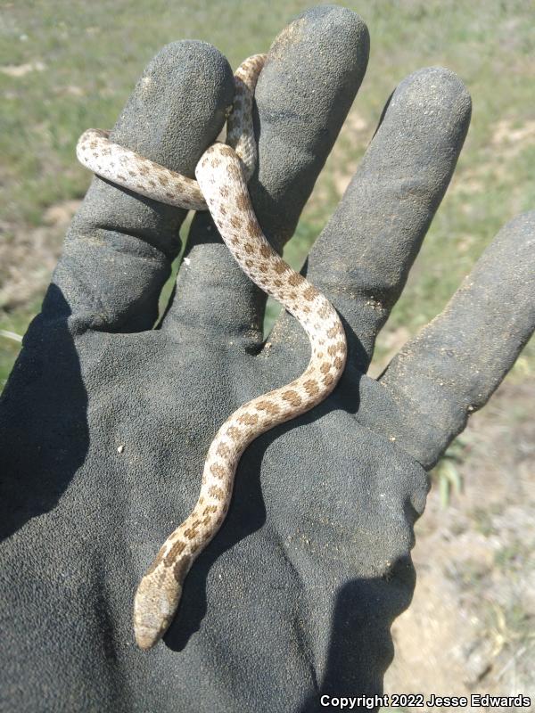 San Diego Nightsnake (Hypsiglena ochrorhyncha klauberi)