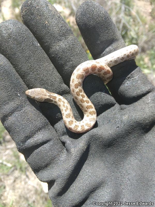 San Diego Nightsnake (Hypsiglena ochrorhyncha klauberi)