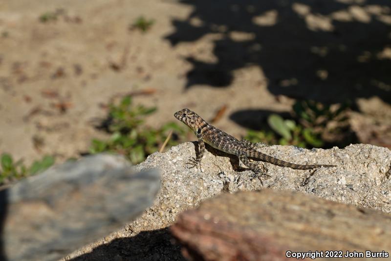 Baja California Spiny Lizard (Sceloporus zosteromus)