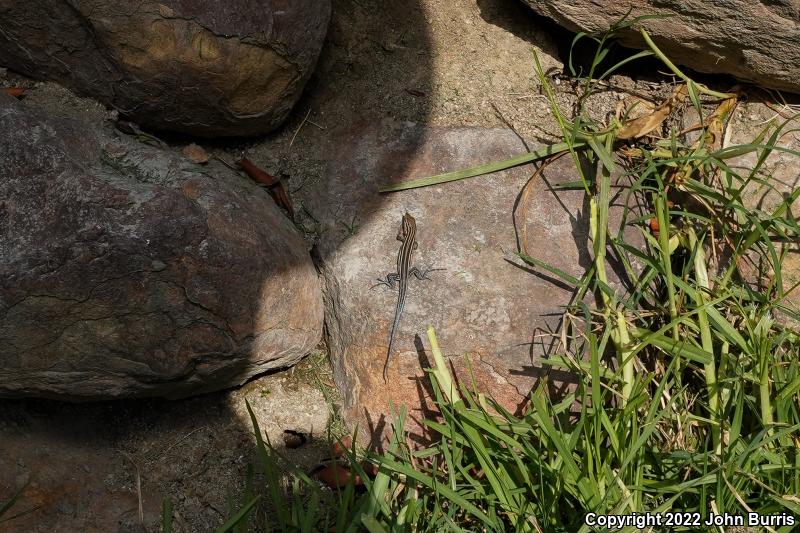 Baja California Whiptail (Aspidoscelis labialis)