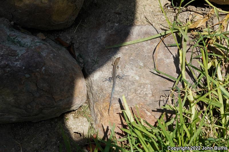 Baja California Whiptail (Aspidoscelis labialis)