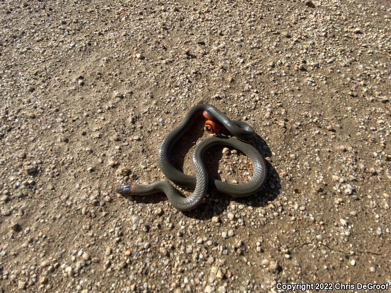 San Bernardino Ring-necked Snake (Diadophis punctatus modestus)