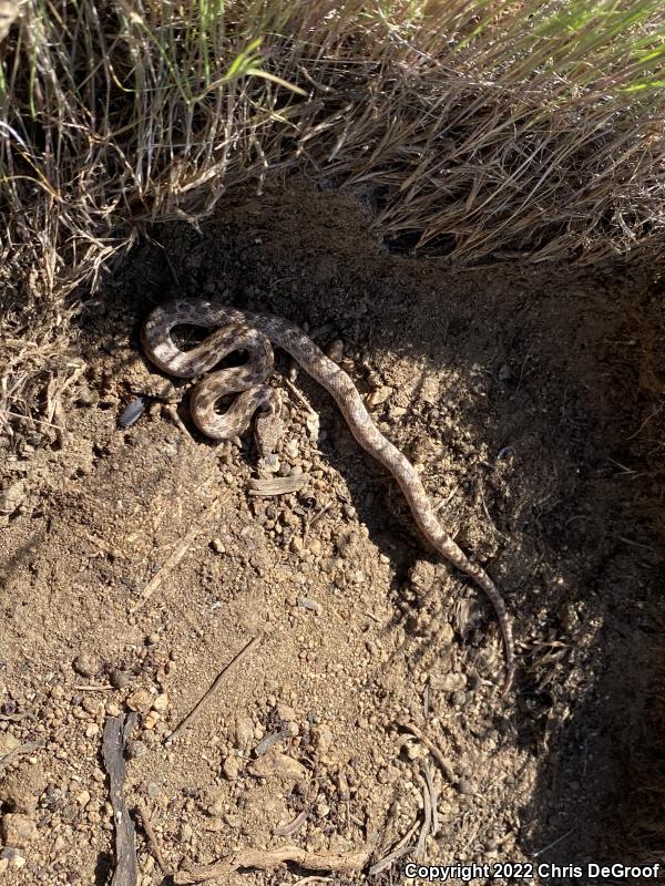 San Diego Nightsnake (Hypsiglena ochrorhyncha klauberi)