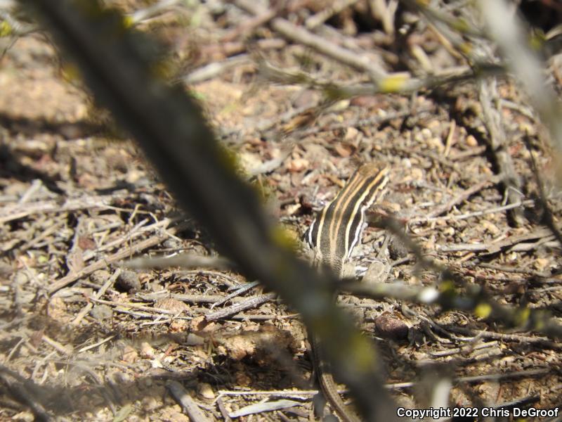 Belding's Orange-throated Whiptail (Aspidoscelis hyperythra beldingi)