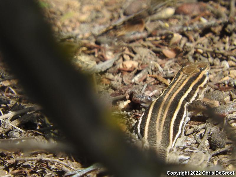 Belding's Orange-throated Whiptail (Aspidoscelis hyperythra beldingi)