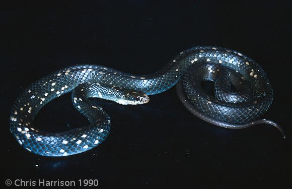 Buttermilk Racer (Coluber constrictor anthicus)