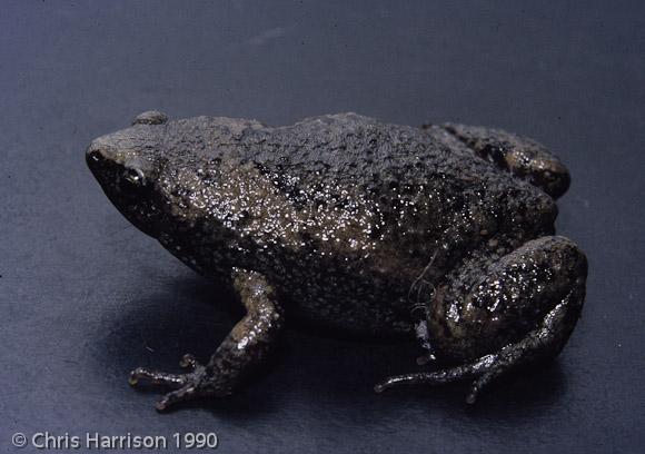 Eastern Narrow-mouthed Toad (Gastrophryne carolinensis)