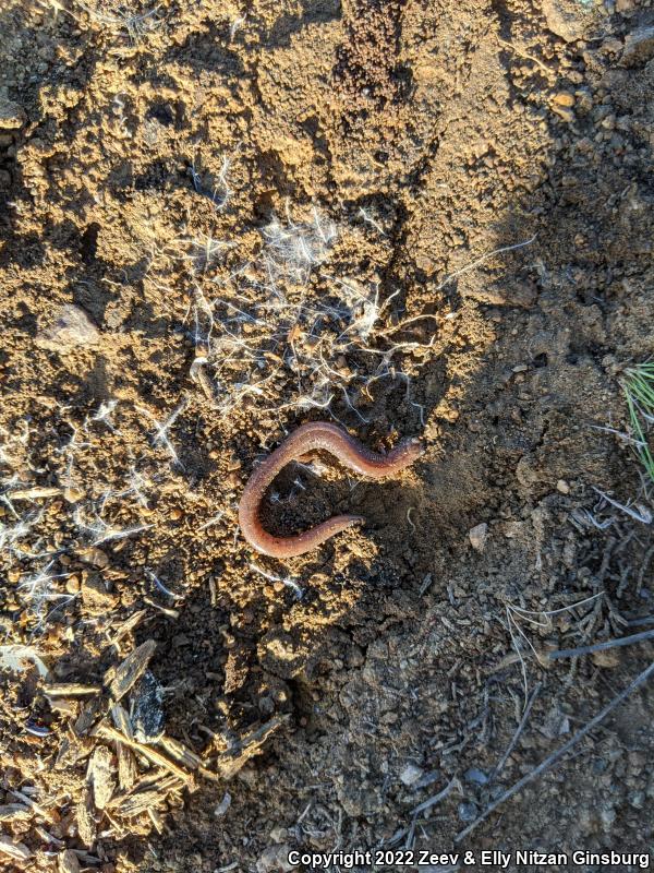 Garden Slender Salamander (Batrachoseps major major)