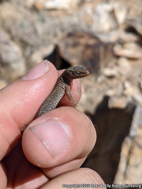 Desert Night Lizard (Xantusia vigilis vigilis)