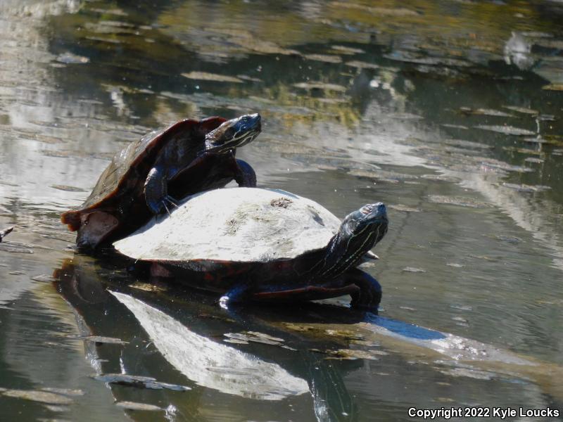 Northern Red-bellied Cooter (Pseudemys rubriventris)