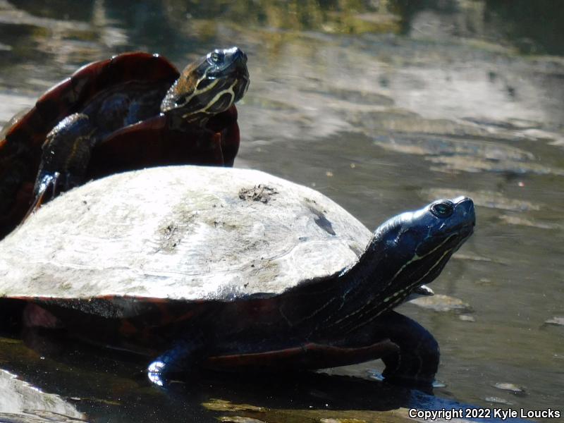 Northern Red-bellied Cooter (Pseudemys rubriventris)