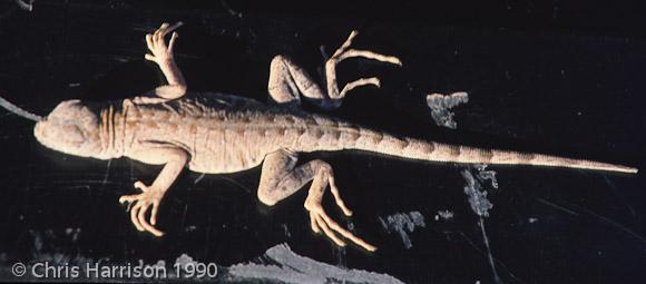 Texas Earless Lizard (Cophosaurus texanus texanus)