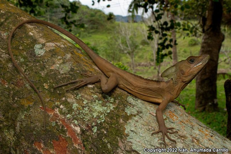 Brown Basilisk (Basiliscus vittatus)