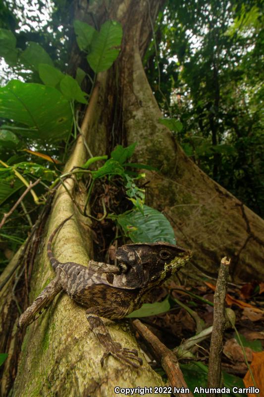 Hernandez's Helmeted Basilisk (Corytophanes hernandezii)