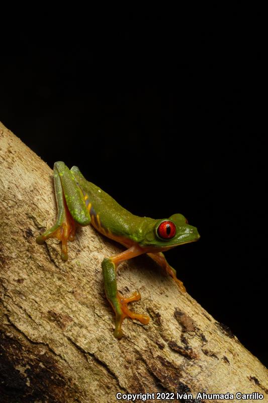 Red-eyed Treefrog (Agalychnis callidryas)