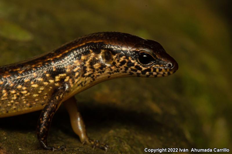 Ground Skinks (Scincella)