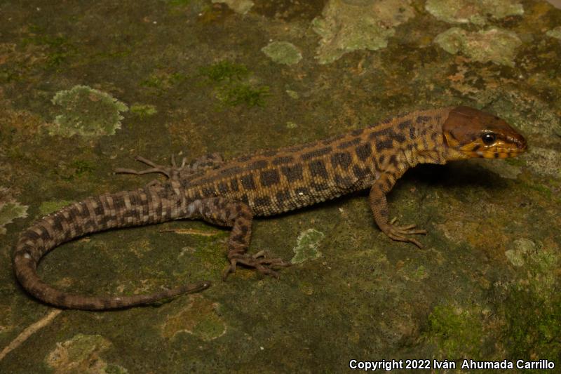 Pajapan Tropical Night Lizard (Lepidophyma pajapanensis)