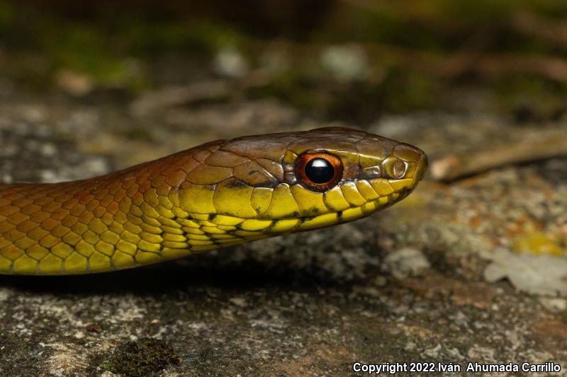 Common Lizard Eater (Mastigodryas melanolomus)